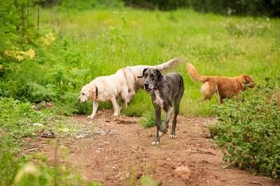 Dogs on Spring Hike