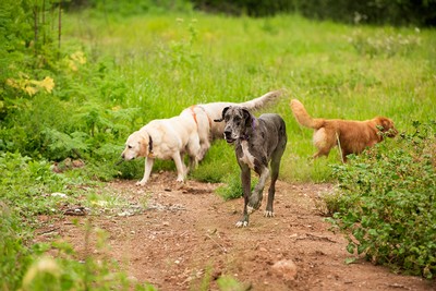 Dogs enjoying a spring hike