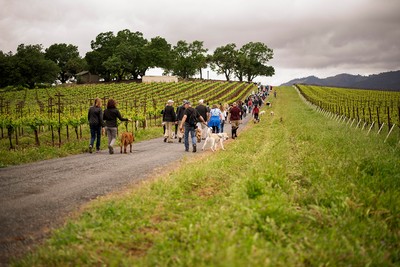 Group of hikers on a spring dog hike