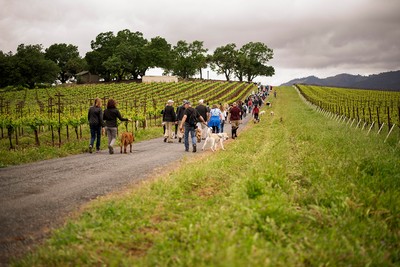 Group of Hikers on Spring Dog Hike