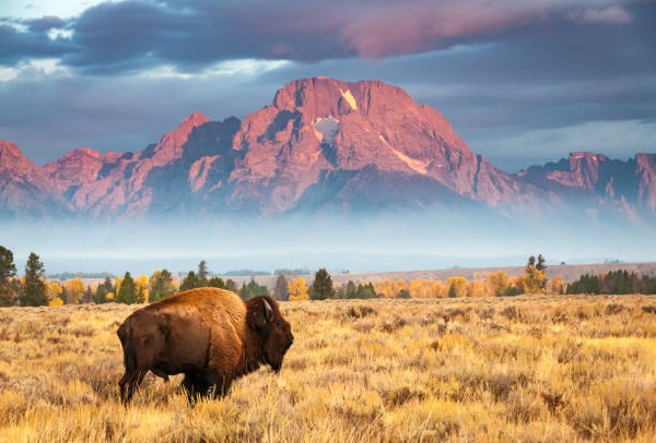 Jackson Hole