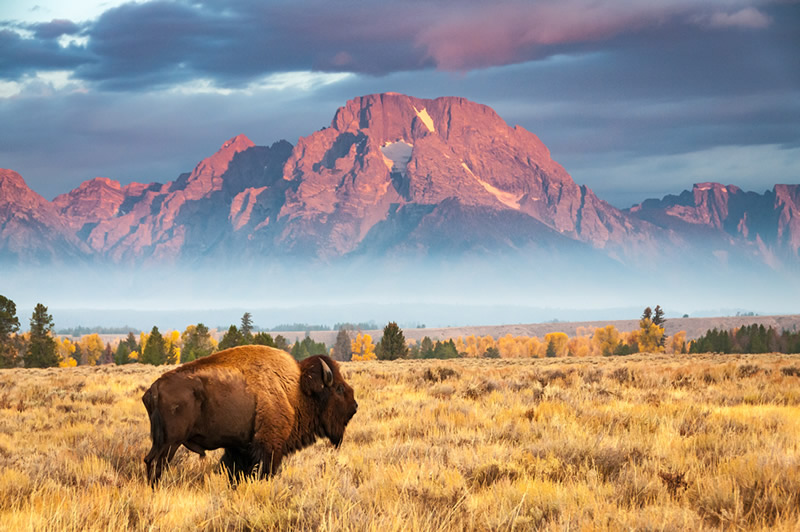 Buffalo in front of Grand Teton mountains
